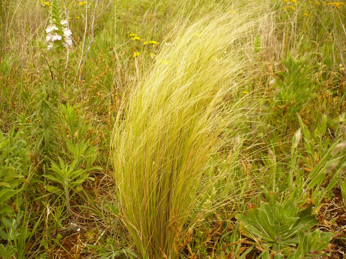 Nassella poeppiggiana (Poaceae)